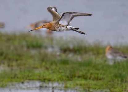 Biodiversity Story Grants 2026 by Earth Journalism Network